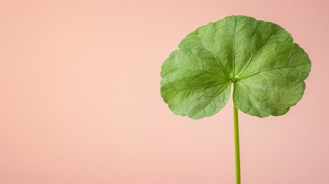  a close up of a green leaf on a pink background with a light pink wall in the background and a green stem in the foreground.