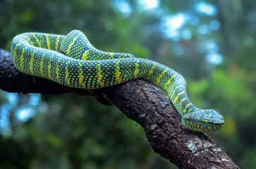 Tropidolaemus Wagleri viper snake