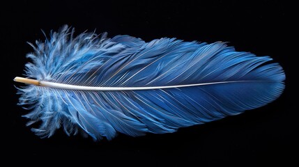 a close up of a blue feather with a white tip on a black background with a white tip on the end of the feather.