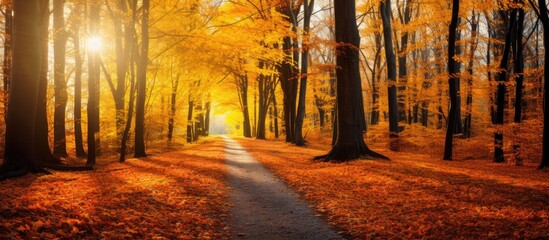 Colorful autumn forest scene with a golden foliage footpath illuminated by warm light on a vivid October day