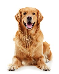 A Golden retriever dog isolated on a white background