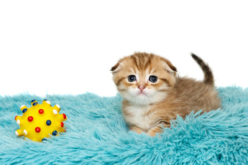 Scottish fold kitten and a yellow ball