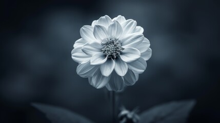  a black and white photo of a flower in the middle of a picture with a blurry background of leaves.