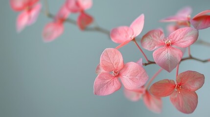  a close up of a branch with pink flowers on it and a blue wall behind the branch is a blurry background.