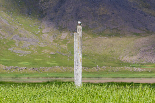 lonely single bird on a wooden pole with grassland around at the rauðisandur beach, iceland