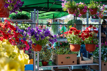 Flowering plant pots at spring festival. Summer blooming and gardening