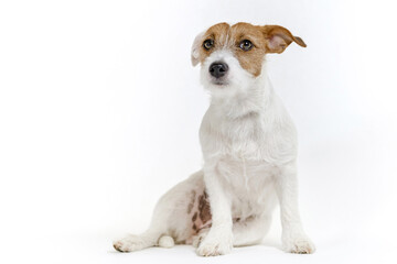 Jack russell terrier puppy on white background