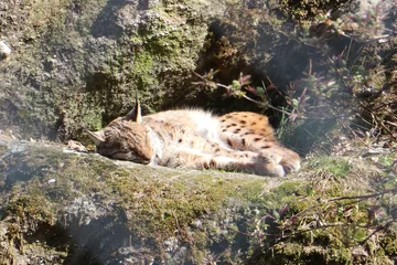 Fotobehang lynx dormant au soleil sur un rocher © Delaloye