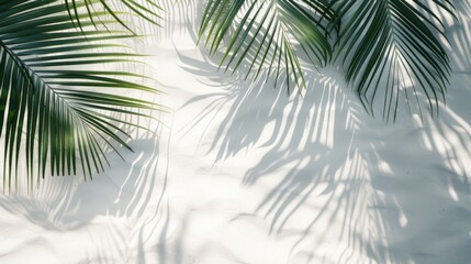 Shadow of palm leaf cast on sunlit tropical white sand
