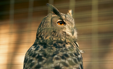 Uhu in gefangenschaft / Käfighaltung