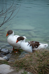 Mother Duck and Ducklings Swimming in the Pool