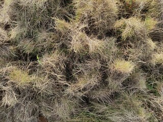 pile of green grass clippings