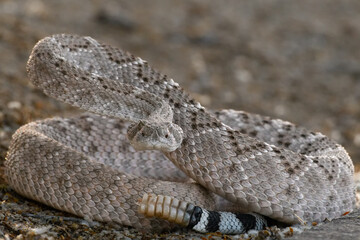 Western Diamondback Rattlesnake