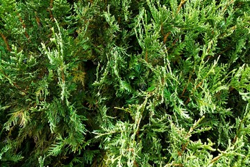 Branches of evergreen juniper or boxwood.