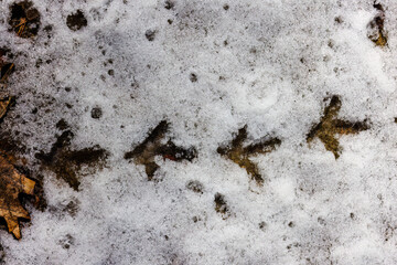 Ruffed Grouse (Bonasa umbellus) tracks in the snow during winter in Wisconsin