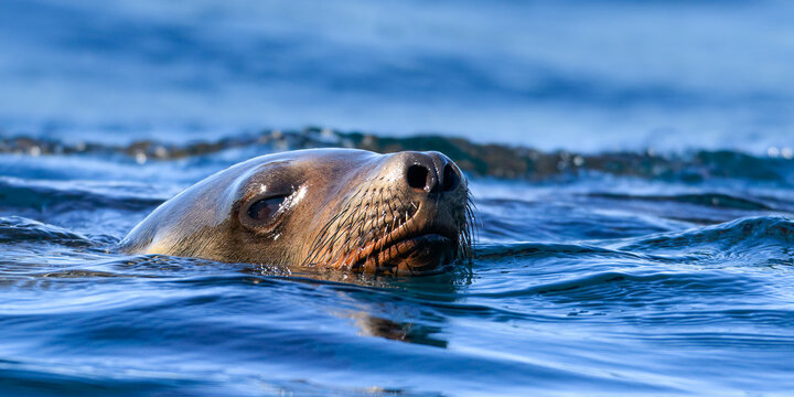 Sea Lion Frollicking In Sea