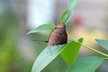 un minuscule papillon sur une feuille