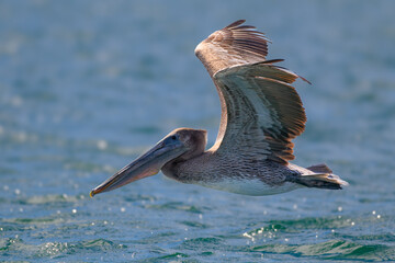 Brown Pelican Skimming Over Water