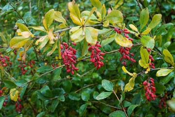 Background of red autumn berries