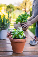 Potted basil herb plant in terracotta flower pot. Planting and gardening in spring