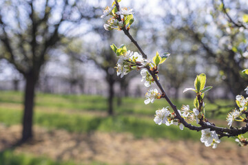Blooming branch of plum tree in fruit orchard at spring. White blossom