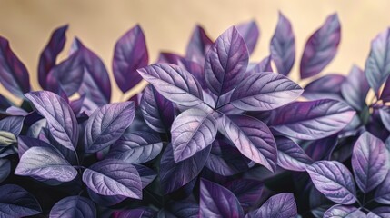 a close up of a purple plant with green leaves in the foreground and a tan wall in the background.