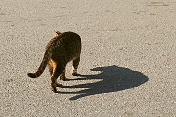 A cat walking on gray asphalt and casting a shadow
