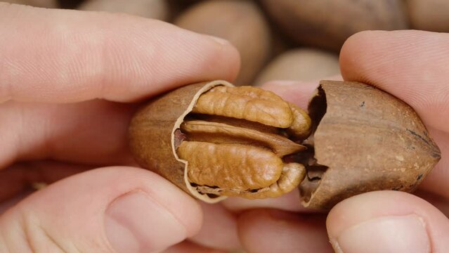 Top view of pecan nuts, men's hands take one and crack it into two parts, exposing the nut inside. Close-up.