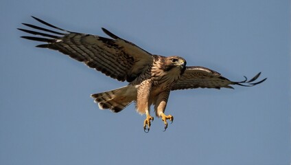 Fototapeta premium osprey in flight