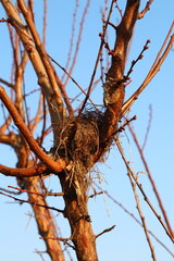 A nest with a bird in it