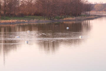 A group of ducks swimming in a pond