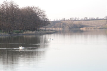 Obraz na płótnie Canvas A group of swans swimming in a lake