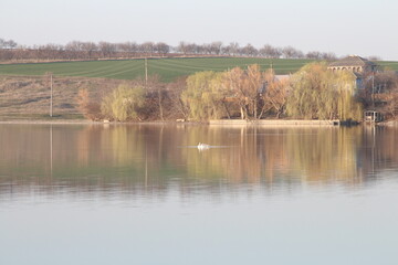 A body of water with trees in the background