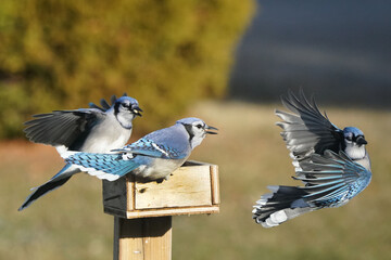 Blue Jays fighting over food