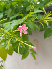 Bengali Blossoms: Combretum indicum, মধুমঞ্জরি