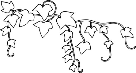 ivy plant drawing illustraivy plant drawing illustration.tion. - 753778756