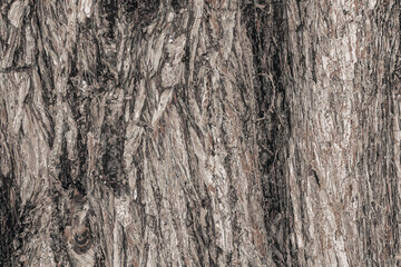 Obraz premium Vector illustration Background of Cypress tree bark Cupressocyparis leylandii in Latin.