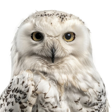 Snowy Owl, Isolated Transparent Background Images, PNG