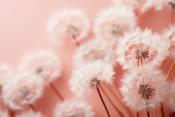 Close up of white dandelions on a pastel pink background