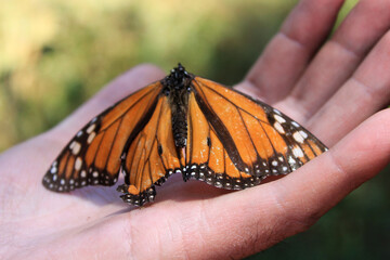 Monarch butterflies in the leafs