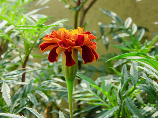 Bengali Blossoms: Tagetes patula, ফরাসি গাঁদা