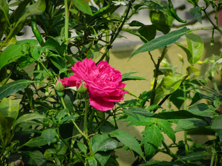 Bengali Blossoms: Rose, গোলাপ