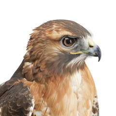Red tailed Hawk white background, Isolated Transparent Background Images, PNG