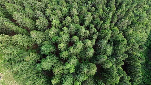 Arboles verdes que alegran el alma desde un drone. Tomas de cine desde las alturas. 
