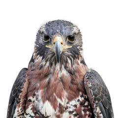 Naklejka premium Raptors , Isolated Transparent Background Images, PNG