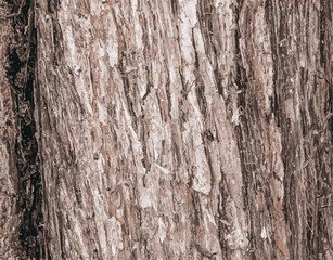 Obraz premium Vector illustration Background of Cypress tree bark Cupressocyparis leylandii in Latin.