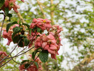 Bengali Blossoms: Mussaenda, মুসেন্ডা