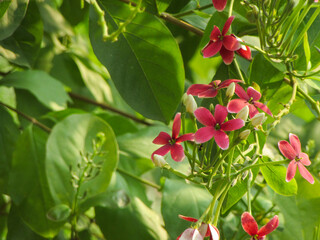 Obraz premium Bengali Blossoms: Combretum indicum, মধুমঞ্জরি