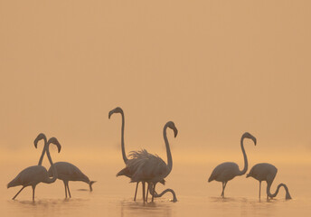 Greater Flamingos during sunrise at Bhigwan bird sanctuary, India