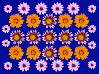 Viele bunte Blüten (Mittagsblume und Kapkörbchen) auf blauen Hintergrund